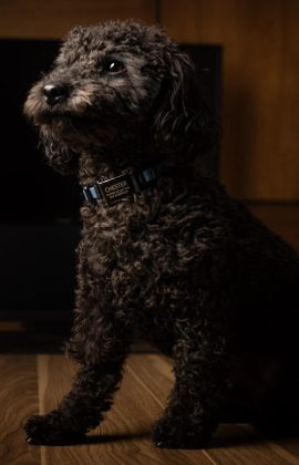 Chester (2)